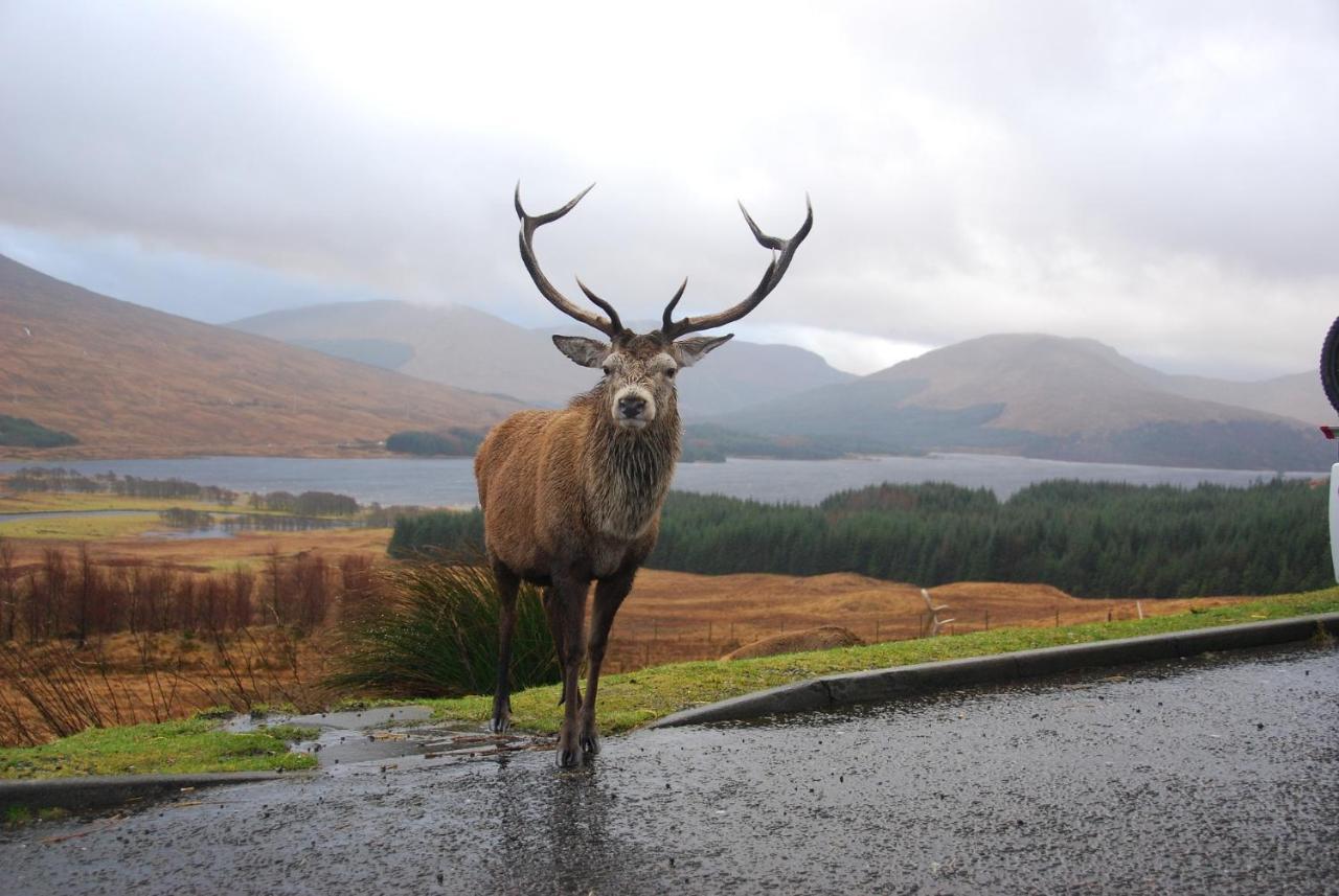Little Fox Lodge Luxury Hideaway With Hot Tub Glencoe Near Fortwilliam (Adults Only) Eksteriør bilde